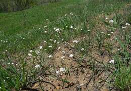 Image of lyrate rockcress