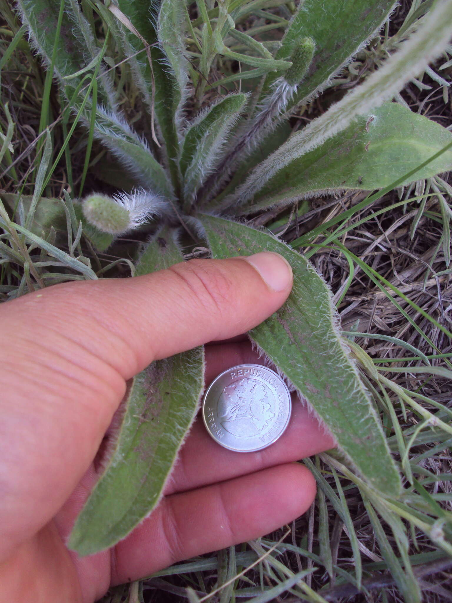 Image of Plantago tomentosa Lam.