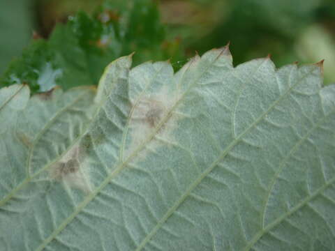 Image of Peronospora sparsa