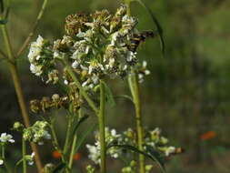 Euodynerus hidalgo boreoorientalis (Bequaert 1937)的圖片