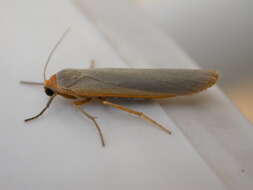 Image of scarce footman