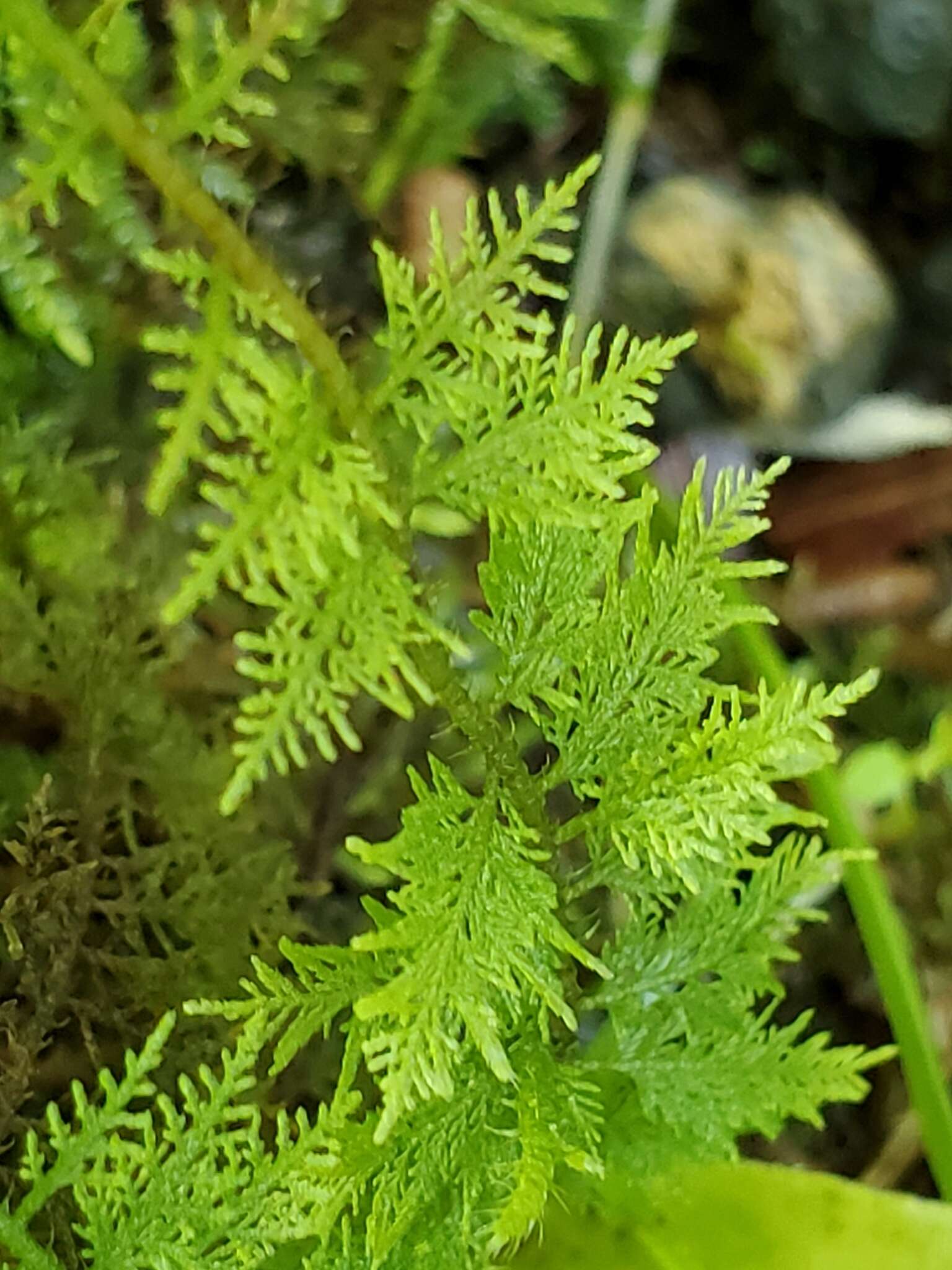 Image of Thuidium urceolatum Lorentz 1864