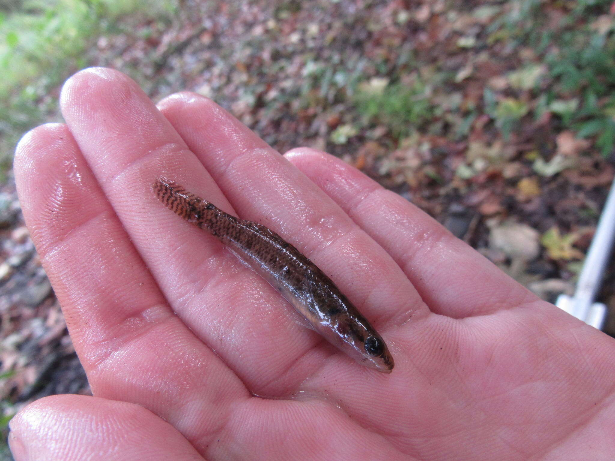 Imagem de Etheostoma kennicotti (Putnam 1863)