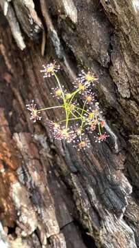 Image of Drosera erythrogyne N. Marchant & Lowrie