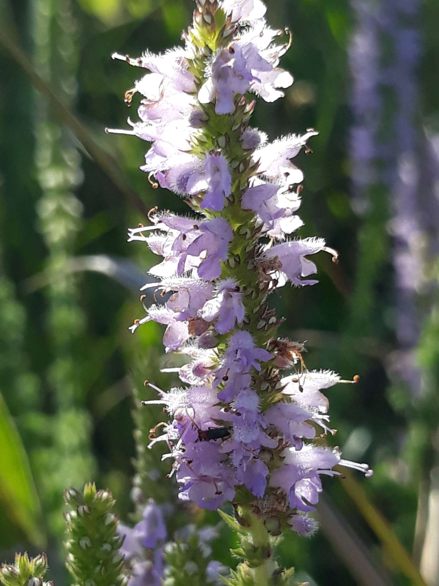 Image of Cunila galioides Benth.