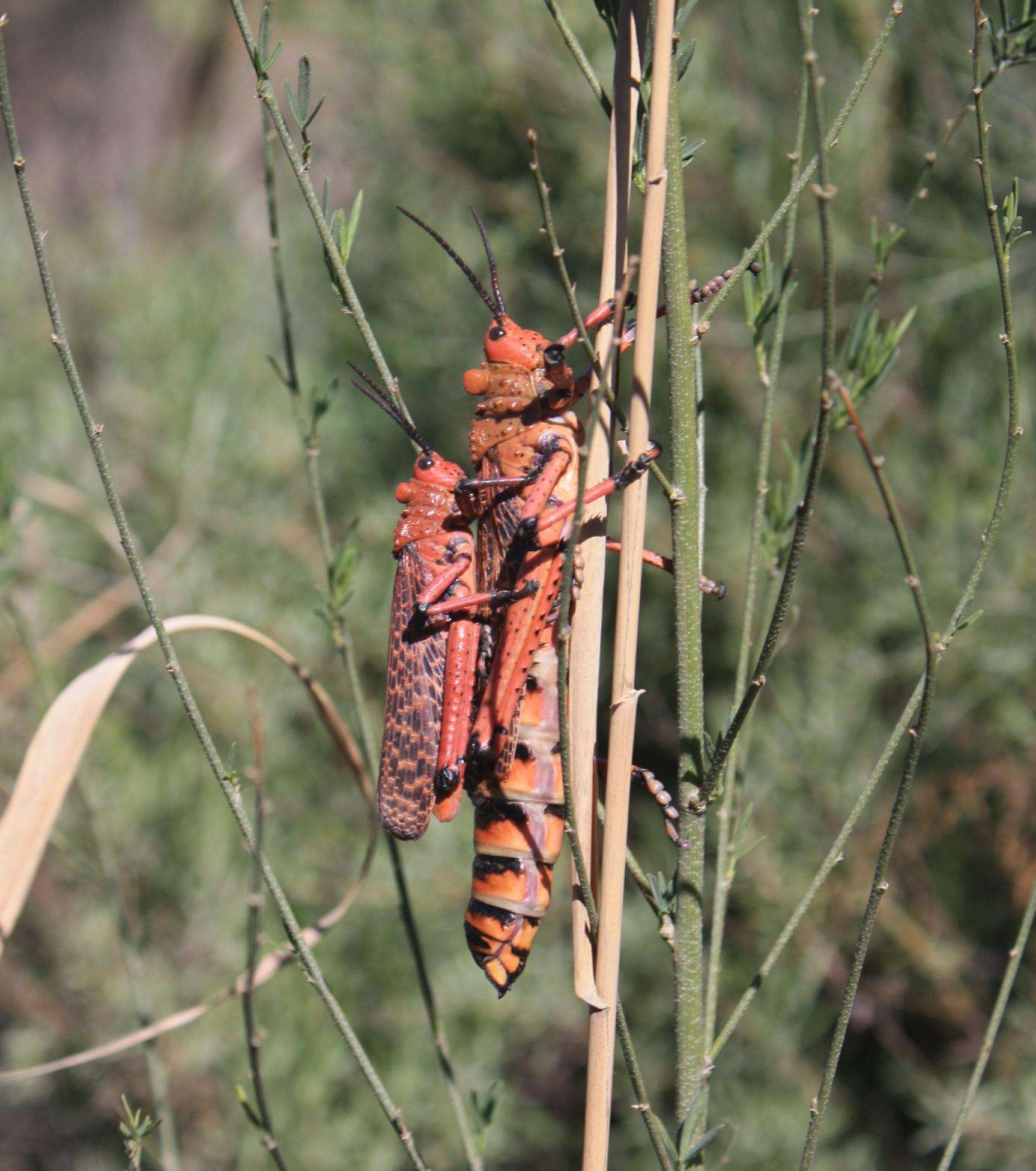 صورة Phymateus (Maphyteus) leprosus (Fabricius 1793)