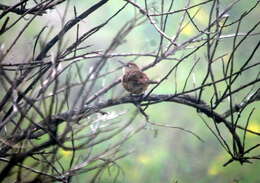 Image of Spot-breasted Thornbird