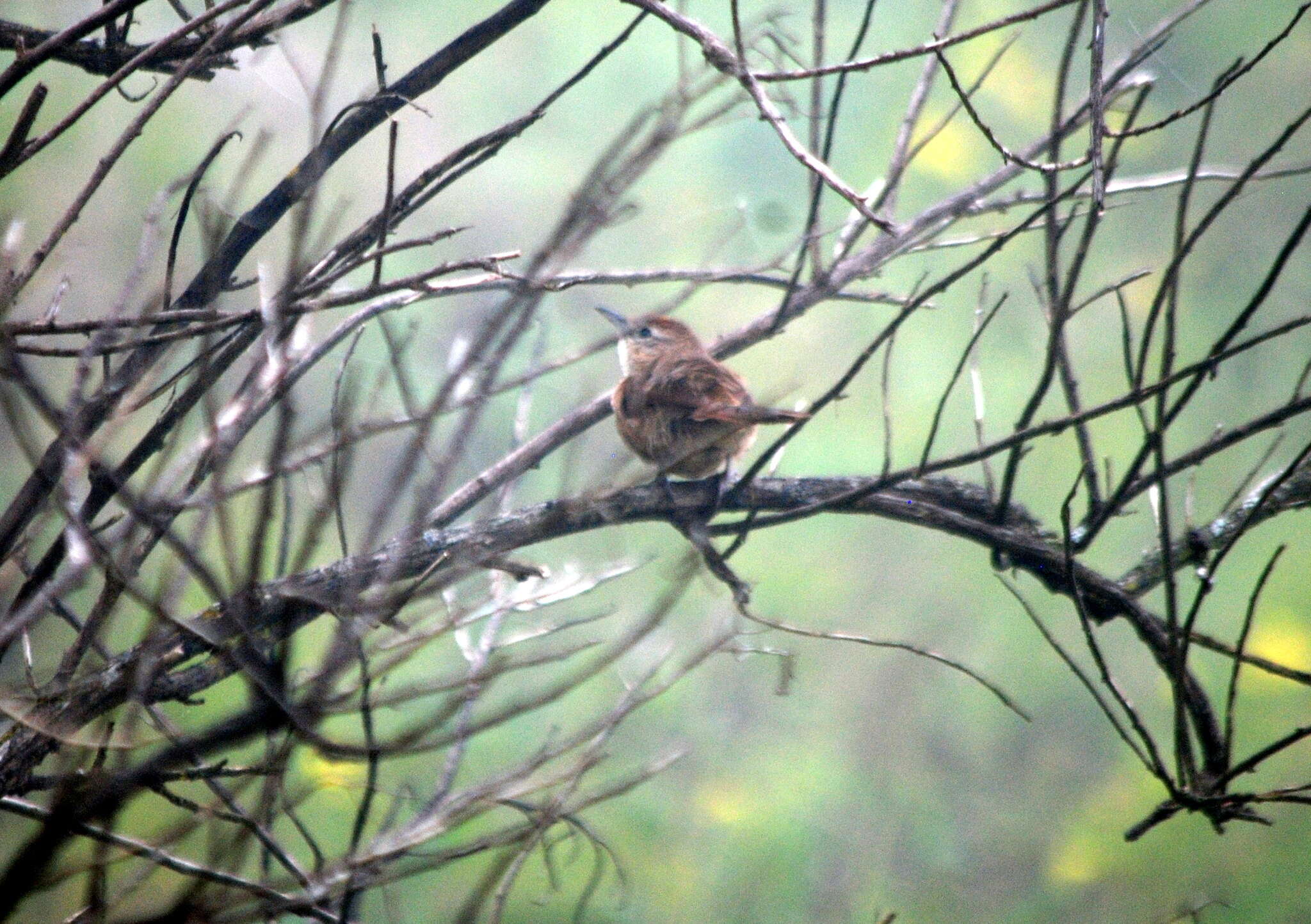 Image of Spot-breasted Thornbird