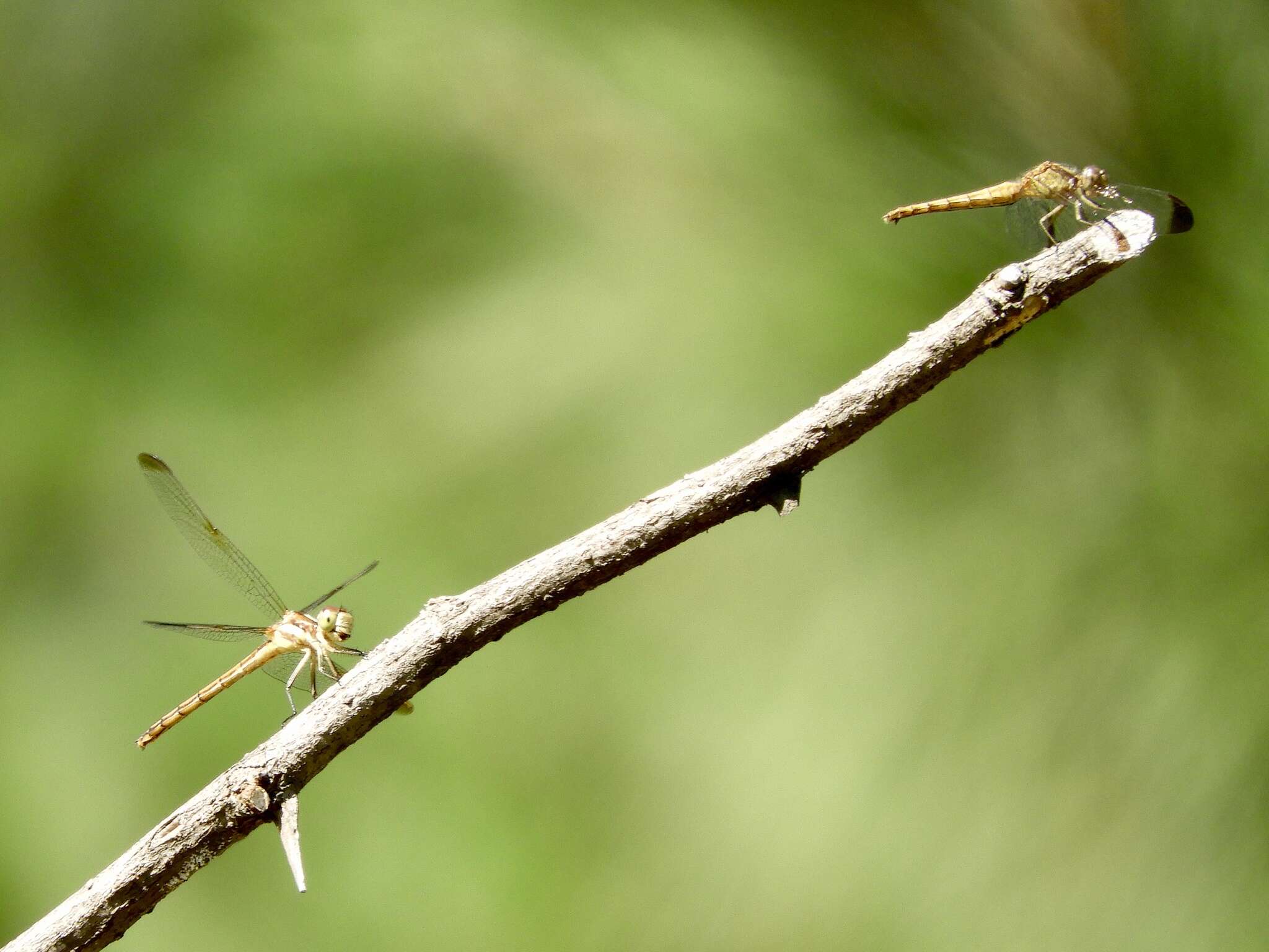 Image de Dasythemis mincki (Karsch 1890)