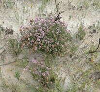 Image of Disparago ericoides (Berg.) Gaertn.