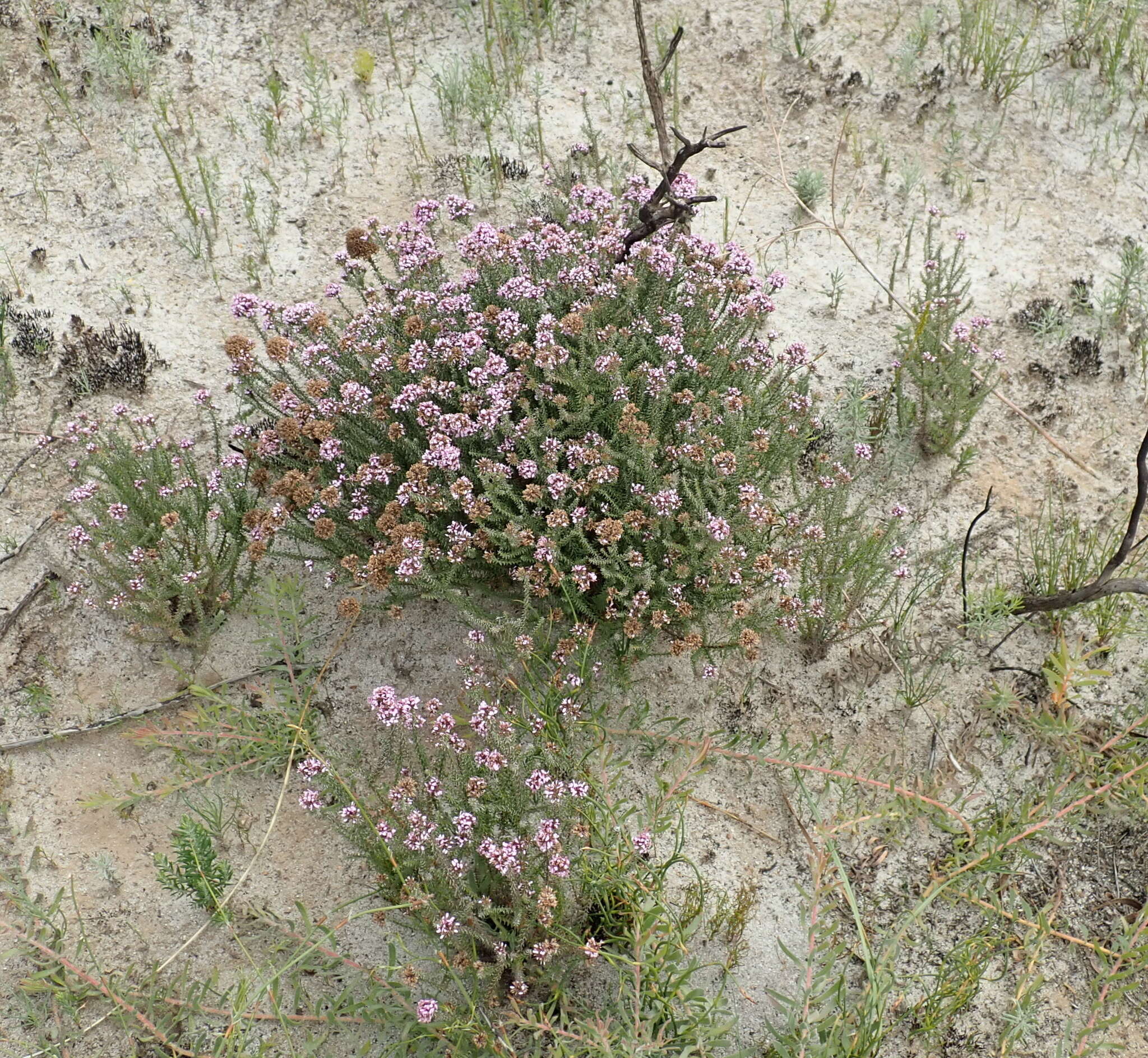 Image of Disparago ericoides (Berg.) Gaertn.