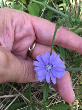 Image of chicory