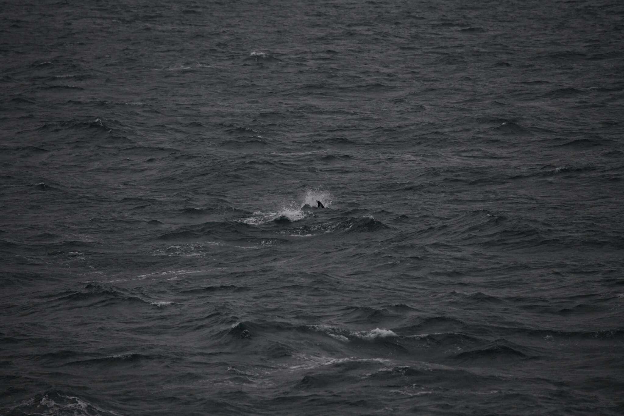 Image of White-beaked Dolphin