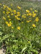 صورة Ranunculus pedatus Waldst. & Kit.