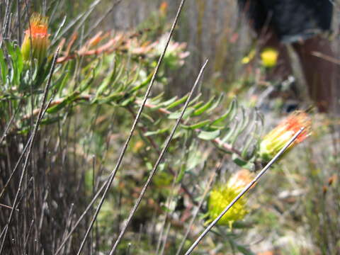 Image of Leucospermum gracile (Salisb. ex Knight) Rourke