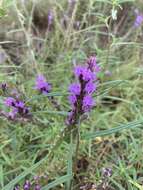 Image of grassleaf gayfeather