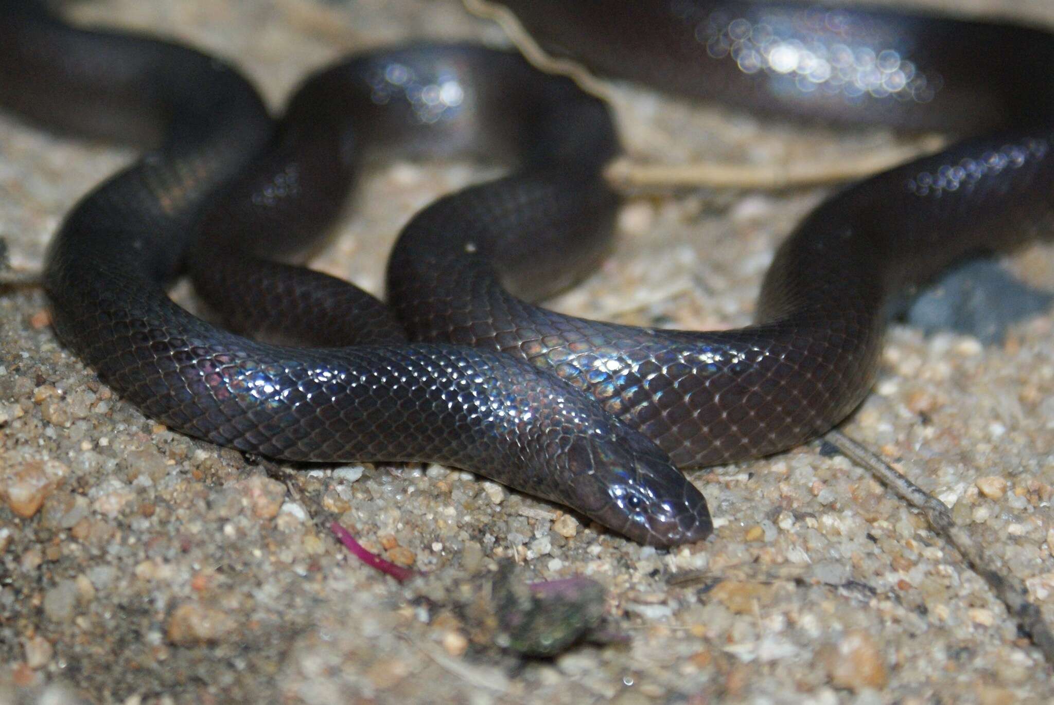 Image of Bibron’s Stiletto Snake