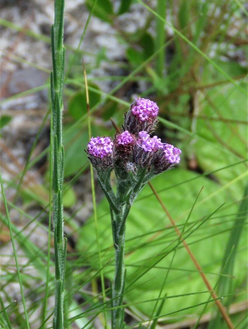 Carphephorus pseudoliatris Cass.的圖片