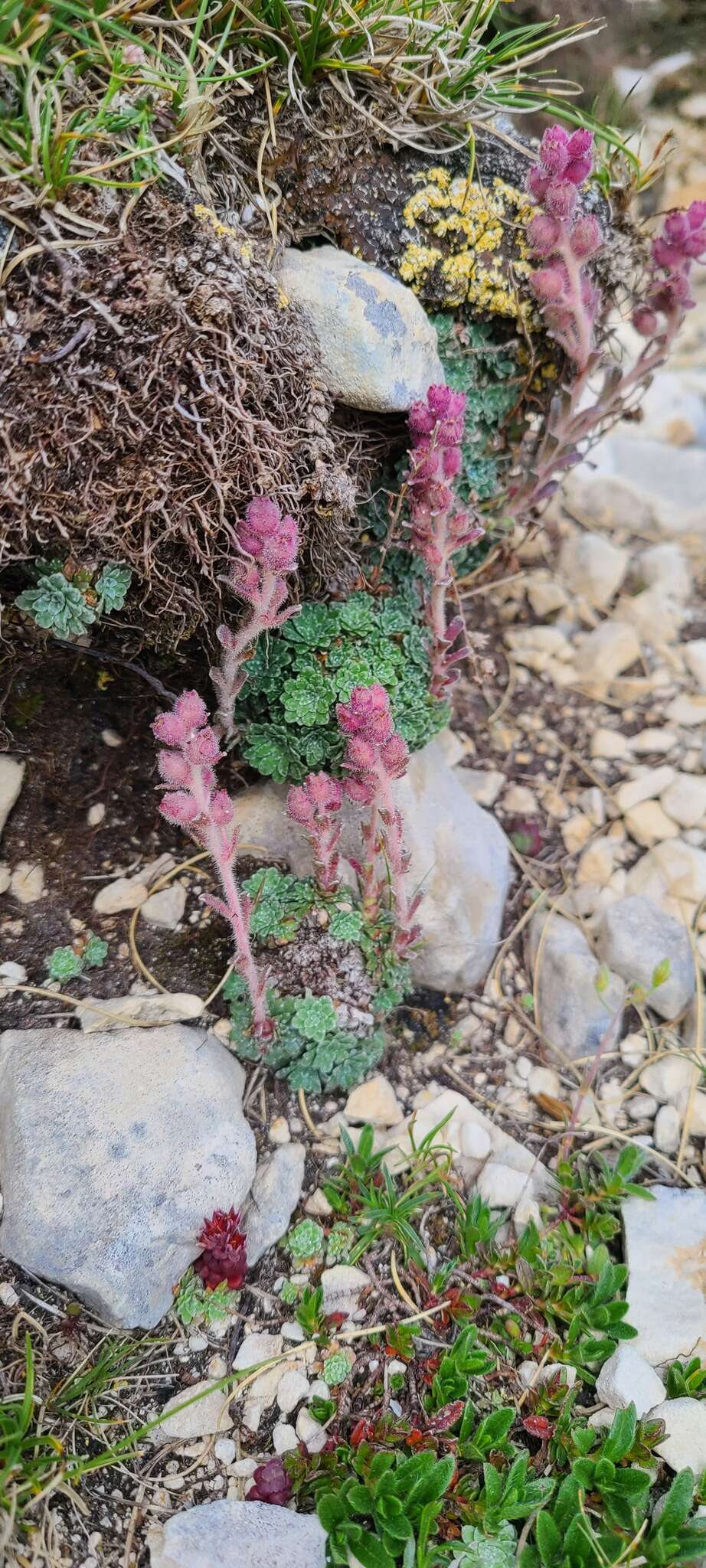 Sivun Saxifraga porophylla Bertol. kuva