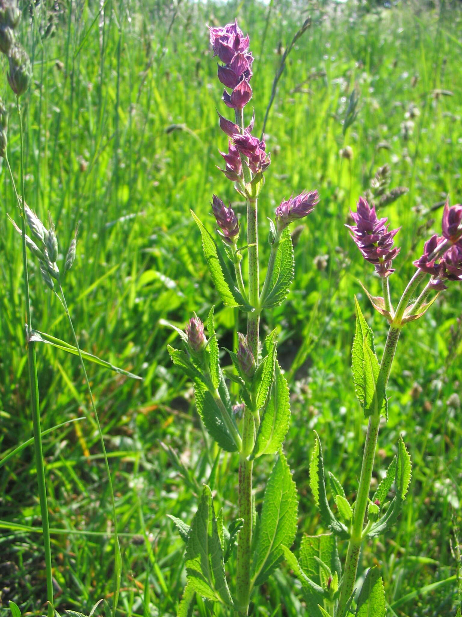 Imagem de Salvia nemorosa L.