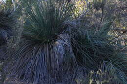 Image of Xanthorrhoea semiplana F. Muell.