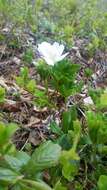 Image of cloudberry