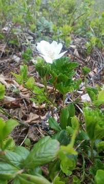 Rubus chamaemorus L. resmi