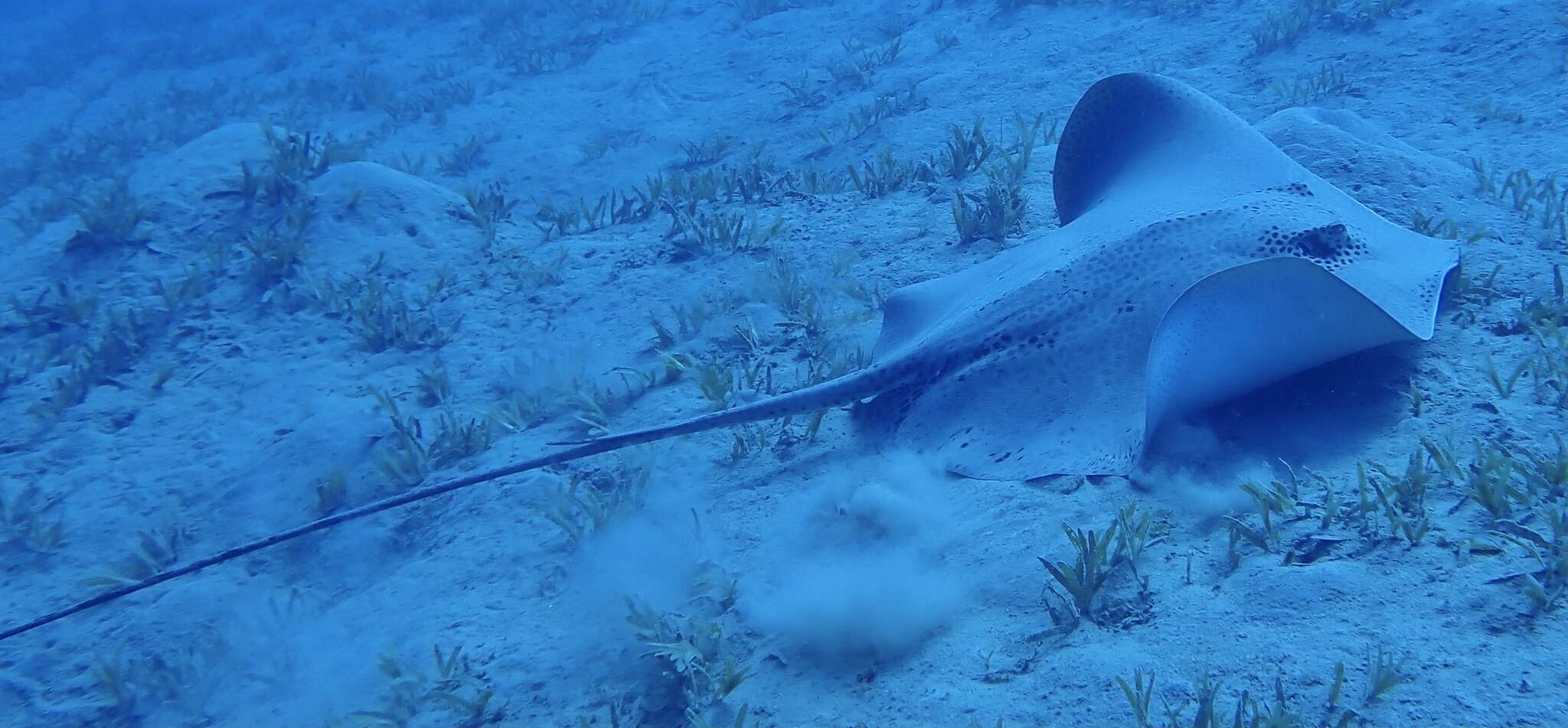 Image of Honeycomb Stingray