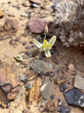 Image of Albuca longipes Baker