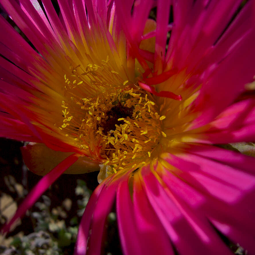 Image of Jordaaniella spongiosa (L. Bol.) H. E. K. Hartmann