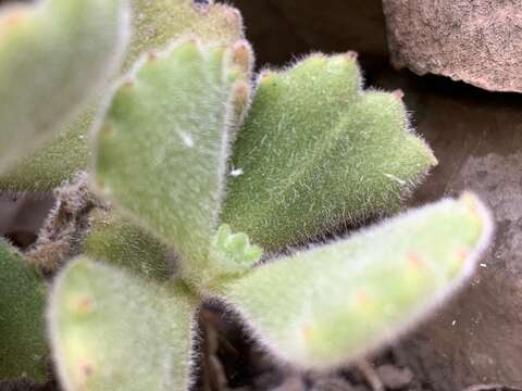 Image of Cotyledon tomentosa Harv.