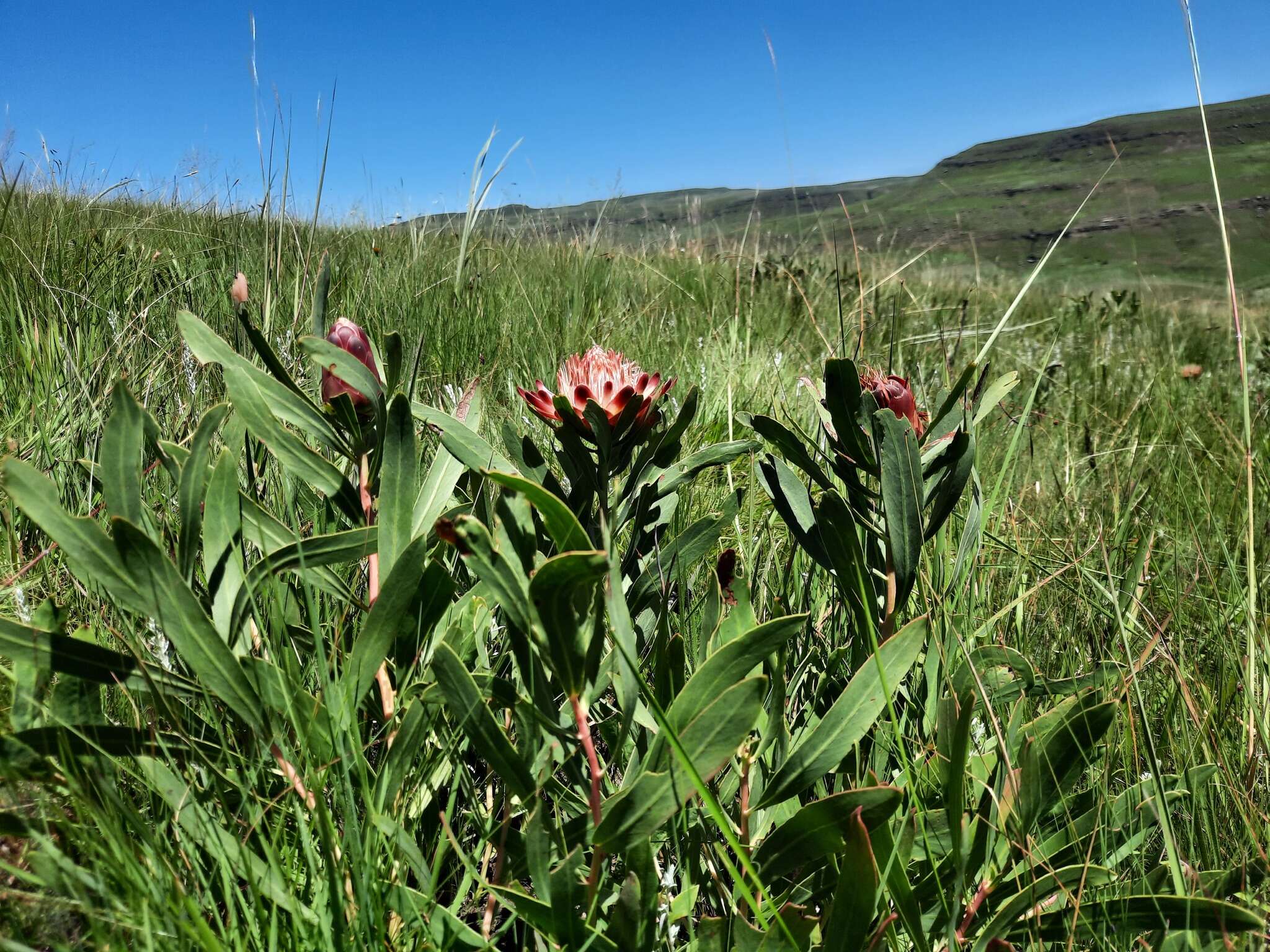 Image of Protea simplex E. Phillips