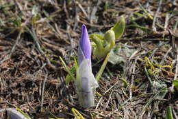 Image of Crocus neapolitanus (Ker Gawl.) Loisel.