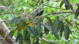 Image of Honeycreeper