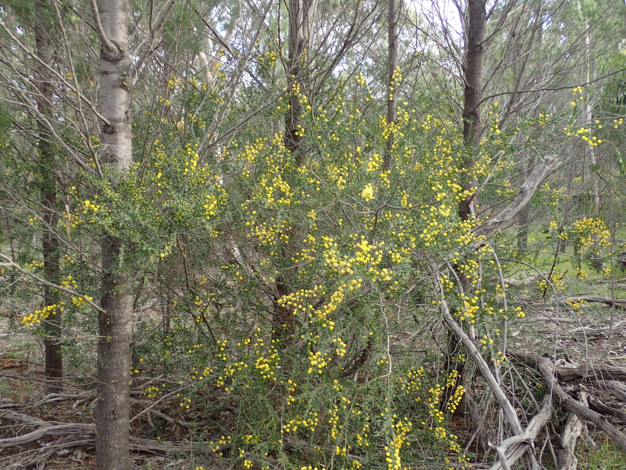 Plancia ëd Acacia tristis