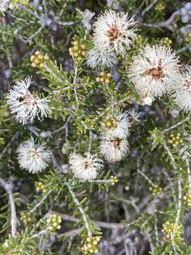 Image of Melaleuca halmaturorum F. Müll. ex Miq.