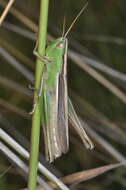 Image de Staurorhectus longicornis Giglio-Tos 1897