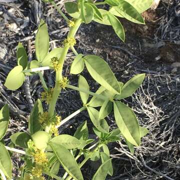 Image of spiny caper