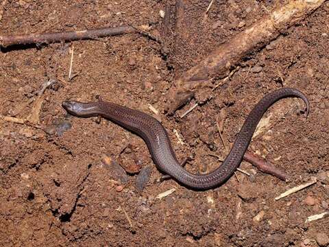 Image of Highlands Forest-skink