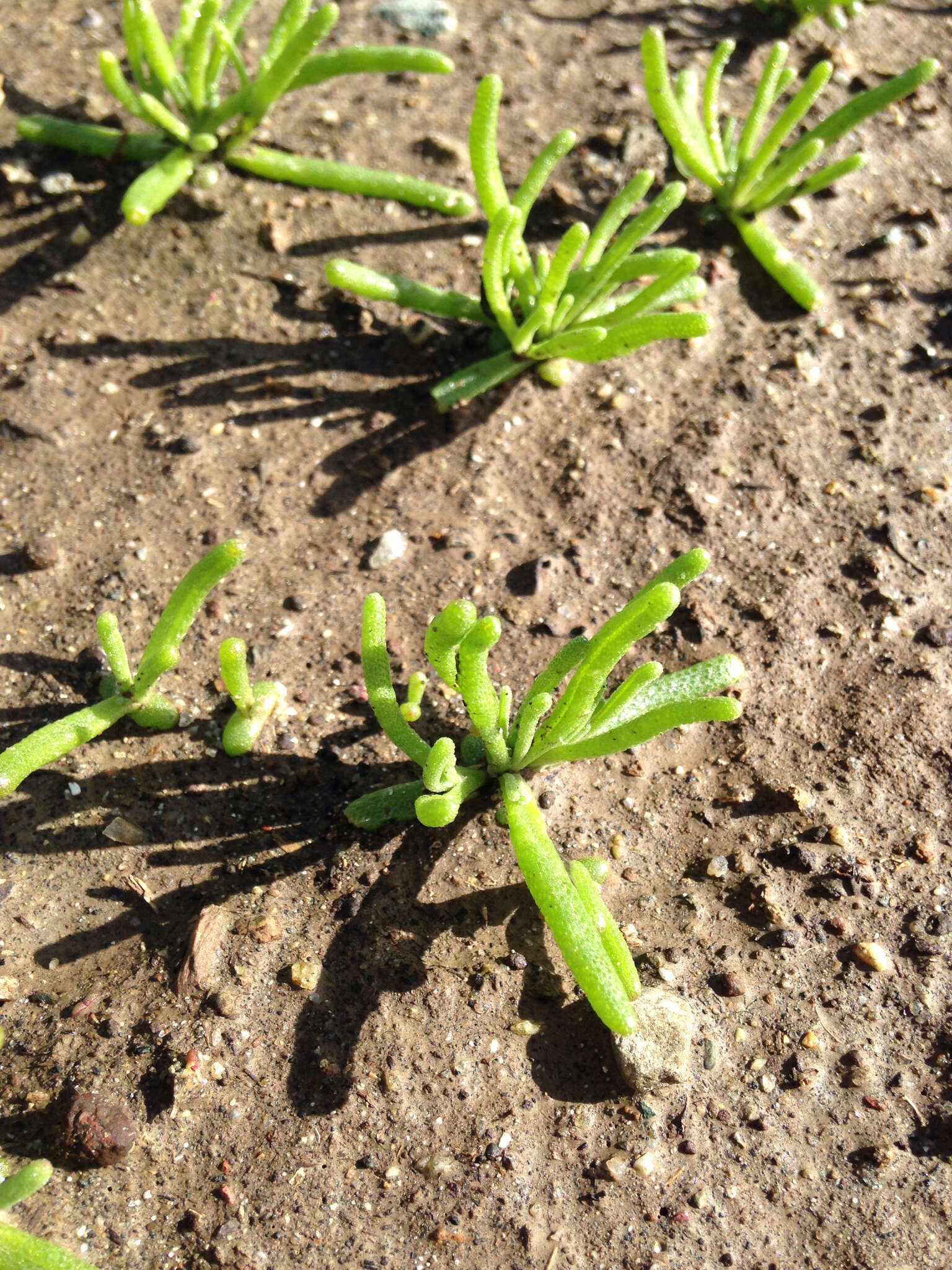 Image of slenderleaf iceplant