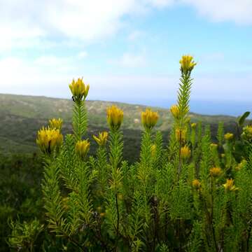 Image of Pteronia uncinata DC.