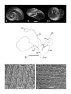 Image of Paryphantopsis fragilicosta Slapcinsky 2007