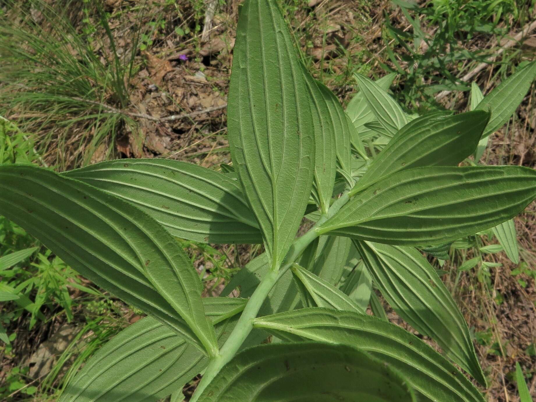 Image of softhair marbleseed