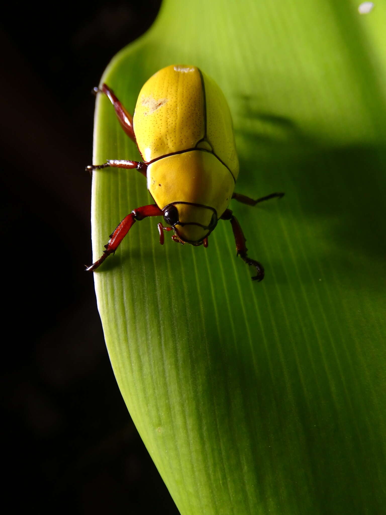 Imagem de Macropoides crassipes (Horn 1866)