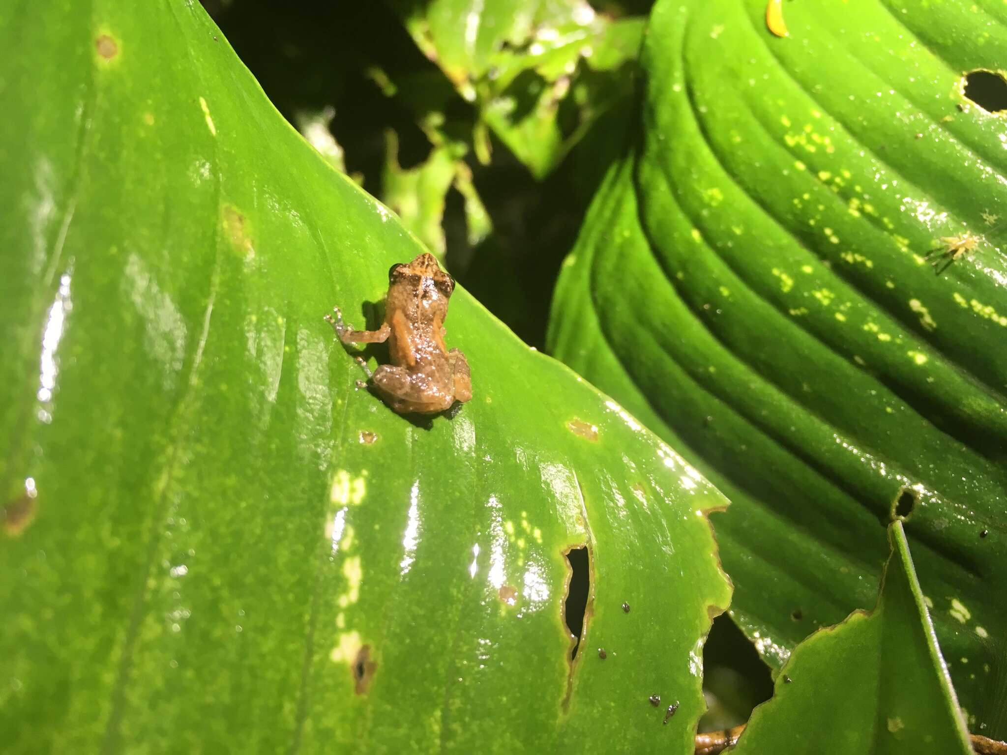 Image of Caretta Robber Frog