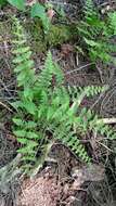 Image of bulblet bladderfern