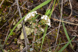 Image of Pimelea oreophila Burrows