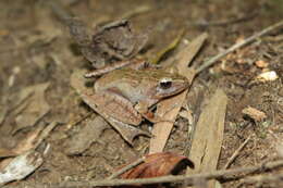 Gephyromantis luteus (Methuen & Hewitt 1913) resmi