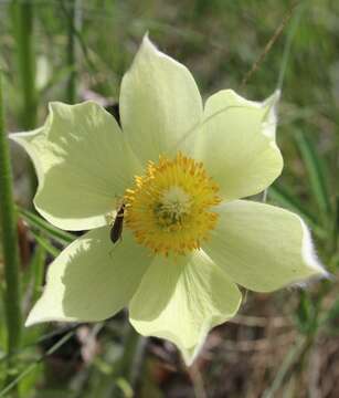 Image of eastern pasqueflower