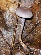 Image of Cortinarius perviolaceus Murrill 1946